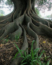Alter Baum mit großen Wurzeln